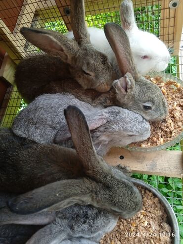 Кролики: Продаю | Крольчата | Серый великан | На забой, Для разведения