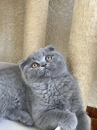 Кошки: Шотландская, Самка, Самец, Самовывоз — 2