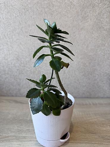 Денежное дерево: - Денежное дерево (Крассула овата) 70см — 2900 - Герань (Пеларгония) — 16