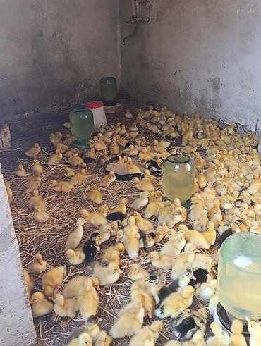 Kənd təsərrüfatı quşları: Pekin ördəyi satılır qiyməti 1.50 vatsapa yazın real şəxslər say 500 — 3