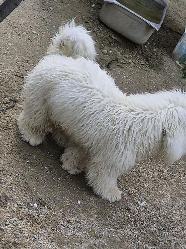 ev itlerinin satisi: Pudel, 1 il, Erkək, Ünvandan götürmə — 3