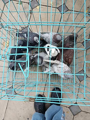 Продаю таклу и двух бакинцев, один 350 сом пара 700 сом летают,играют