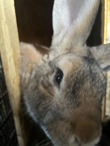 Кролики: Продаю | Крольчиха (самка), Кролик самец, Крольчата | Для разведения — 17