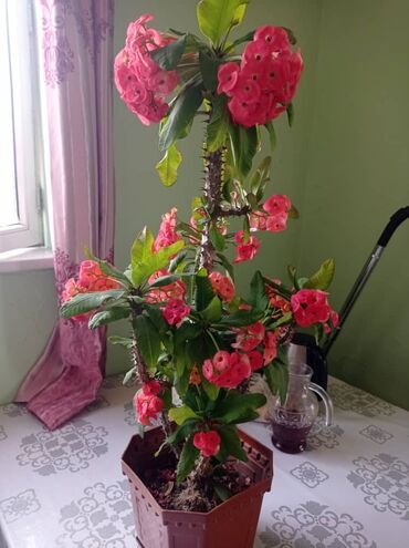 Молочаи: Молочаи