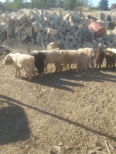 Keçi, çəpiş: Qoyun-keçi təsərrüfatı üçün erkək və dişi keçilər - Cins: yerli — 8