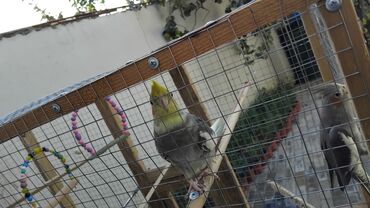 Tutuquşları: 2 disi 1 ərkek 1 yaşları var qefesle bir yerdə satılır qəfəsin uzunu — 8