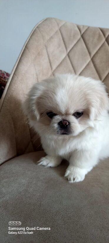 taksa iti satilir: Pekines, 2 ay, Erkek, Peyvəndli, Ünvandan götürmə