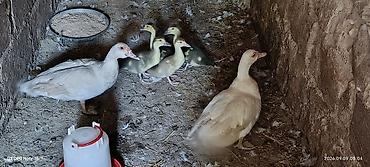 ev heyvanlarının satışı: Dişi, | Lal ördək, Damazlıq — 1