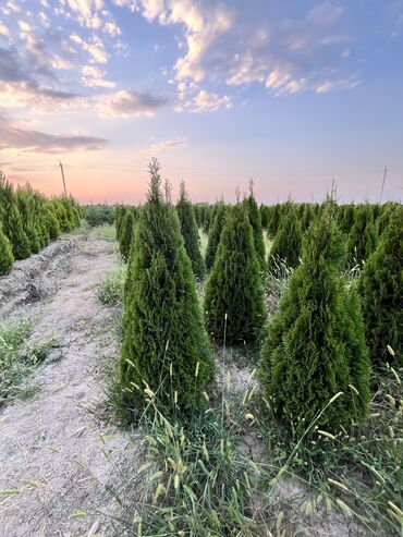 Şitillər: Dekartiv və meyvə ağacları istenilen sayda ve istenilen növde var — 20