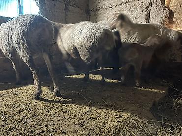 Баран, овца: Продаю | Овца (самка) | Для разведения | Матка — 10