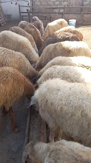 qoç qiyməti: Salam tam saglam 16dene bogaz qoyun qimet 115azn — 2