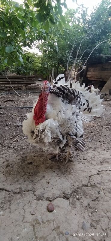Hinduşka: Erkək, Ətlik