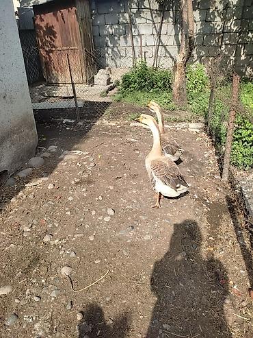 Другие с/х животные: Домашние гуси - Порода: линда+крупные серые (характерный «шишак» на — 11