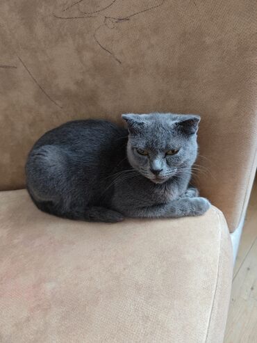 отдам в хорошие руки котят: Şotland yastı qulaq, Dişi, Ünvandan götürmə