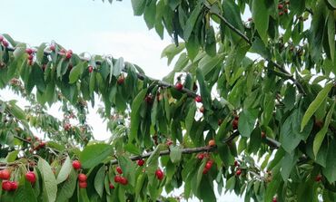 Torpaq sahələrinin satışı: 93 sot, Kənd təsərrüfatı — 7