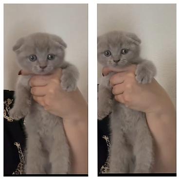 Pişiklər: Şotland, Erkək, Dişi, Yaxşı əllərə, Ünvandan götürmə, Pulsuz çatdırılma, Ödənişli çatdırılma — 1