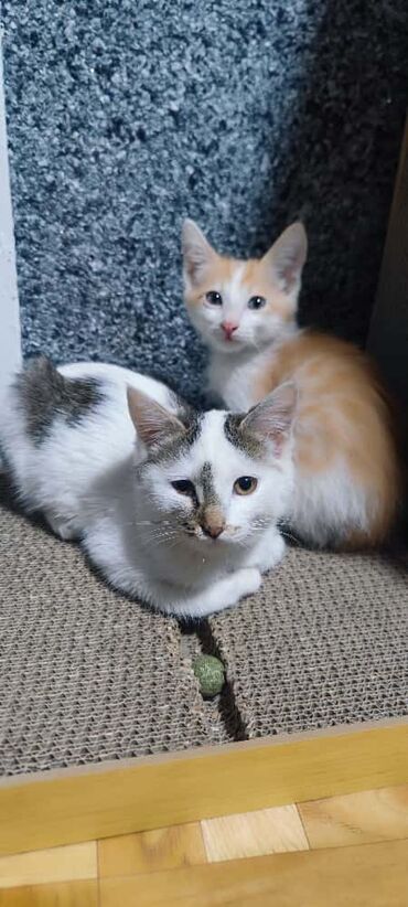 домашний котёнок: Отдаются котята, рыжий мальчик 3х цветная девочка. К лотку приучены