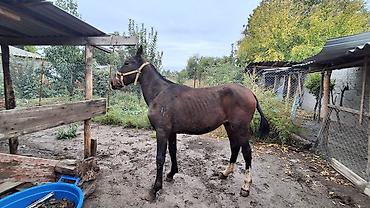 Продам с/х животных: Продаю | Конь (самец), Жеребец | Полукровка, Кара Жорго | Рабочий — 3