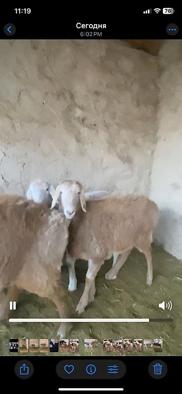 Баран, овца: Продаю | Ягненок | Для разведения | Племенные — 6