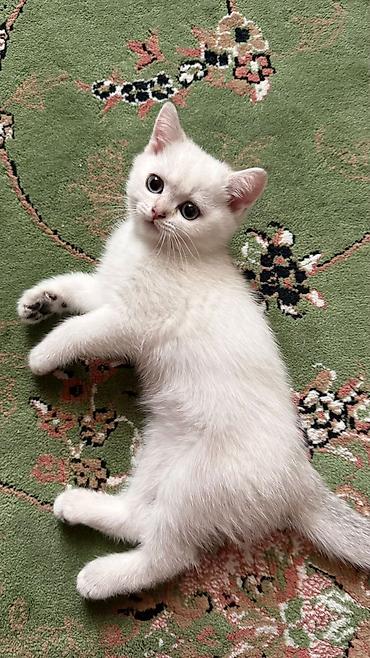 Кошки: Ağ tüklü, göy-boz gözlü balaca pişik balaları. - Yumşaq, sıx və parlaq — 4