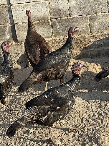 Птицы: 9 самок и 5 петухов 
Молодые крупные — 1