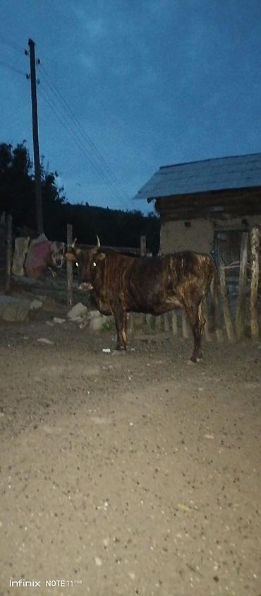 jersey cinsi: Qara-zolaqlı rəngdə, buynuzlu erkək mal-qara (öküz). Orta-böyük bədən — 1