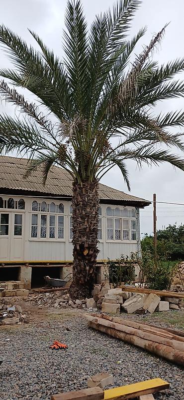 helba bitkisi faydaları: Xurma palması (Phoenix dactylifera) – iri ölçülü, dekorativ landşaft — 1