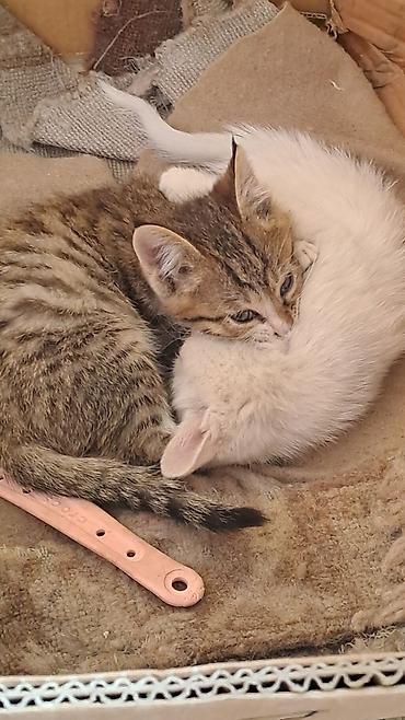 котята отдам в хорошие руки: Котёнок полосатый (табби) - Окрас: коричнево-серый тигровый табби с — 3