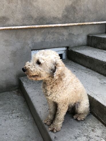 pitbul itləri: Pudel