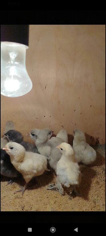 Cücələr: Toyuq cücələri, Damazlıq -da lalafo.az — 3 Cücələr: Toyuq cücələri, Damazlıq — 3