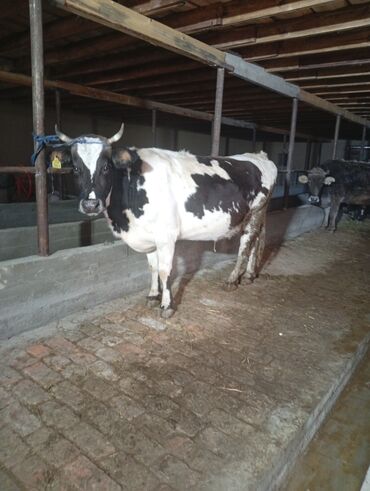 Коровы, быки: Продаю | Корова (самка) | Для молока | Привязанные at lalafo.kg — 3 Коровы, быки: Продаю | Корова (самка) | Для молока | Привязанные — 3