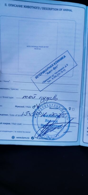 İtlər: Pudel, Sənədli — 5