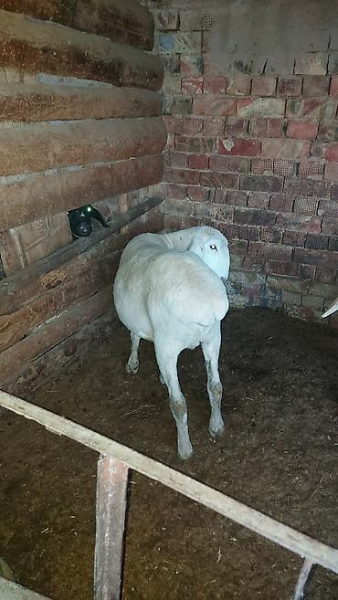 Баран, овца: Продаю | Баран (самец) | На забой | Кастрированные at lalafo.kg — 1 Баран, овца: Продаю | Баран (самец) | На забой | Кастрированные — 1