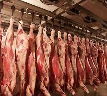 бролерные куры: Колбасный цех : Коровы, быки, Лошади, кони, | На забой, на мясо — 7