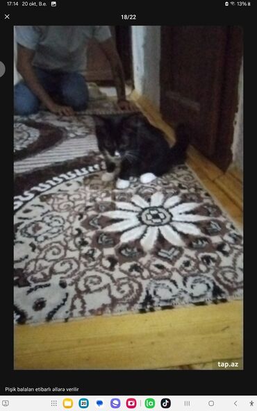 Pişiklər: Yaxşı əllərə — 5