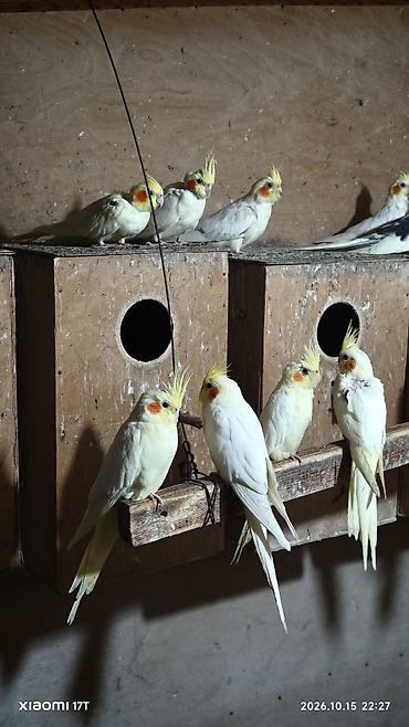 kreditle heyvan satisi: Nimfa (Cockatiel) tutuquşuları – müxtəlif rəng mutasiyaları ilə - — 6