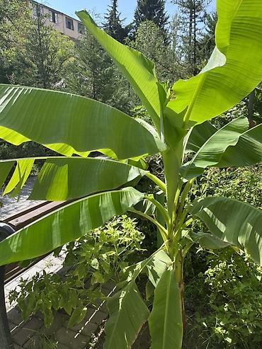 Ağaclar: Muz ağacı (banan bitkisi) – dekorativ və meyvəverən tropik növ - Növ — 2