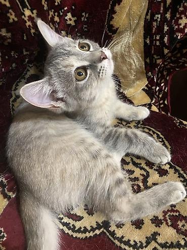 кошка регдолл: Отдаю котят в хорошие руки,добрые игривые,ласковые,к лотку — 7