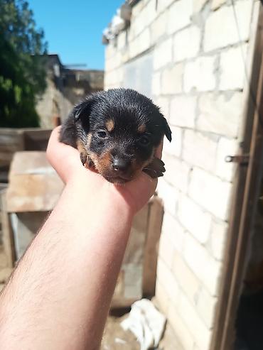 İtlər: Zvanok it balaları — 6