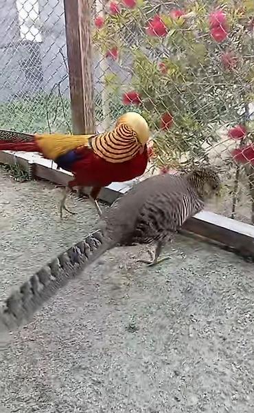 fermer təsərrufatı: Xoruz fərə cüt üç balası ilə birlikdə Məhsul təsviri: - Nadir və — 3