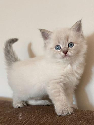 Pişiklər: Şotland — 6