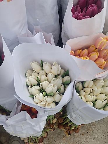 Букеты из живых цветов: Г.Ош оптом и розницу. Тюльпаны с луковицами, срезка «на поле» в — 4
