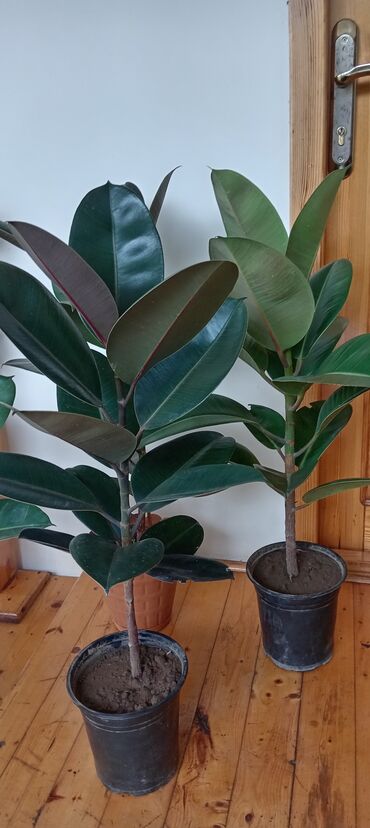 Digər bitkilər: Fikus elastika (rezin ağacı) – bəzək məqsədli iri otaq bitkisi - Növ
