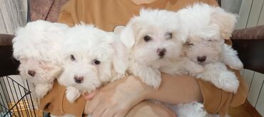 Dayələr: Maltipoo balaları - Cins: Maltipoo (Maltese x Poodle) - Rəng: Qar ağ -da lalafo.az — 6 Dayələr: Maltipoo balaları - Cins: Maltipoo (Maltese x Poodle) - Rəng: Qar ağ — 6