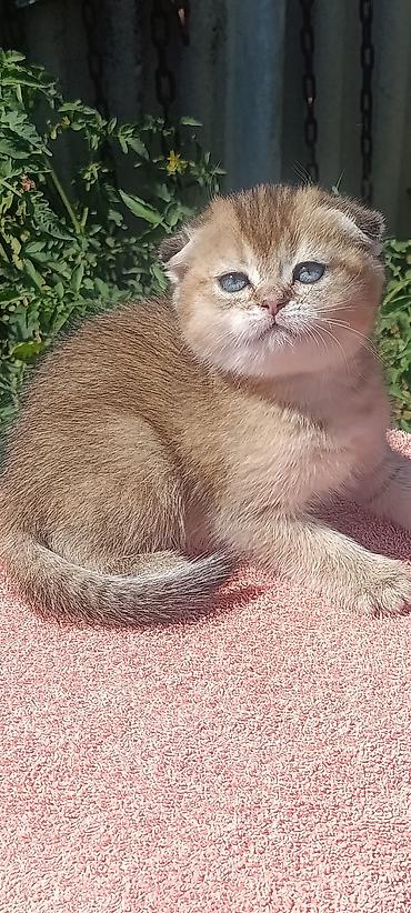 савана кошка: Скотиш Фолд (Шотландская вислоухая), 1 месяц, Девочка, Золотая шиншилла, Приучена к лотку, Проглистована — 8