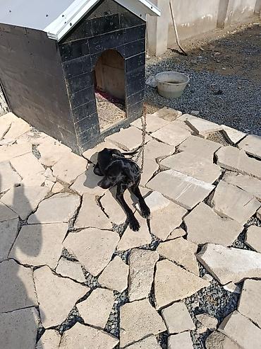 heyvanlar pişik: 2 il, Erkək, Peyvəndli, Ünvandan götürmə — 1