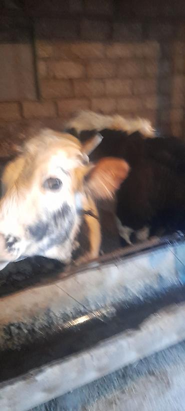 Dana, buzov: Malar satılır 2 dənə sağlamlıq düyədi.1kəsimə yarıyır.qiymət3100 — 2