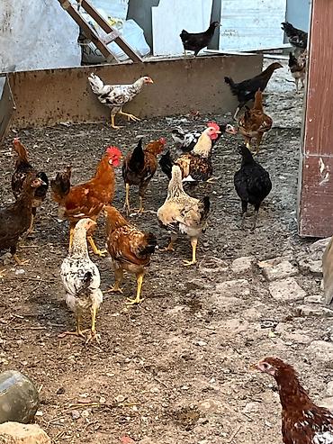 etlik cuceler: 17 ədəd kənd çolpası sabirabaddan gəlmədi toyuğun öz balasıdı 6 beçə — 2