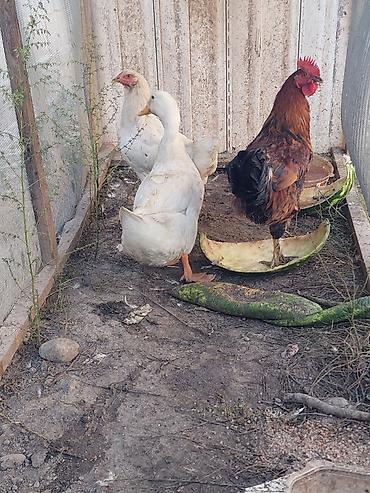 зайчи: Продаю | Куры, Петух — 5