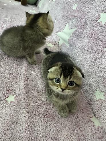 скотиш фолд котята: Шотландские вислоухие котята (Scottish Fold) Два мальчика и две — 10